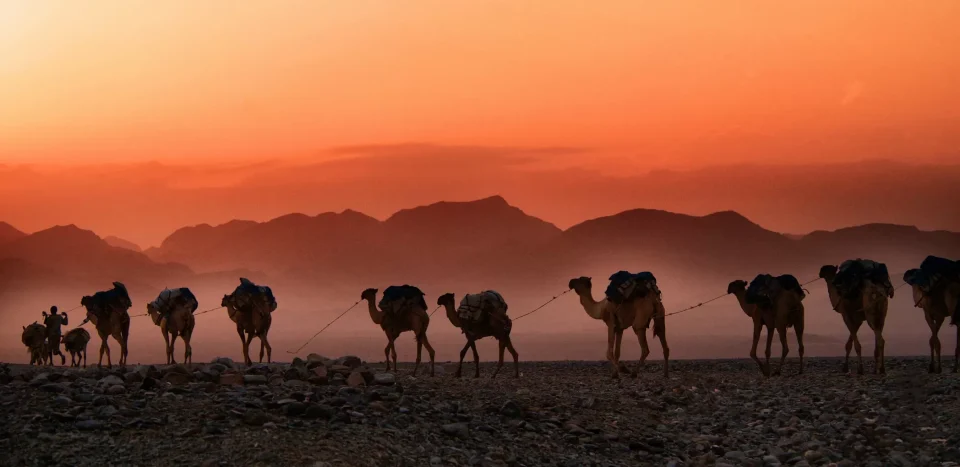 Caravans traveling along the Great Silk Road