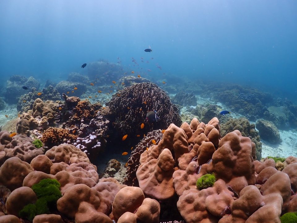 Scuba diver exploring a coral reef