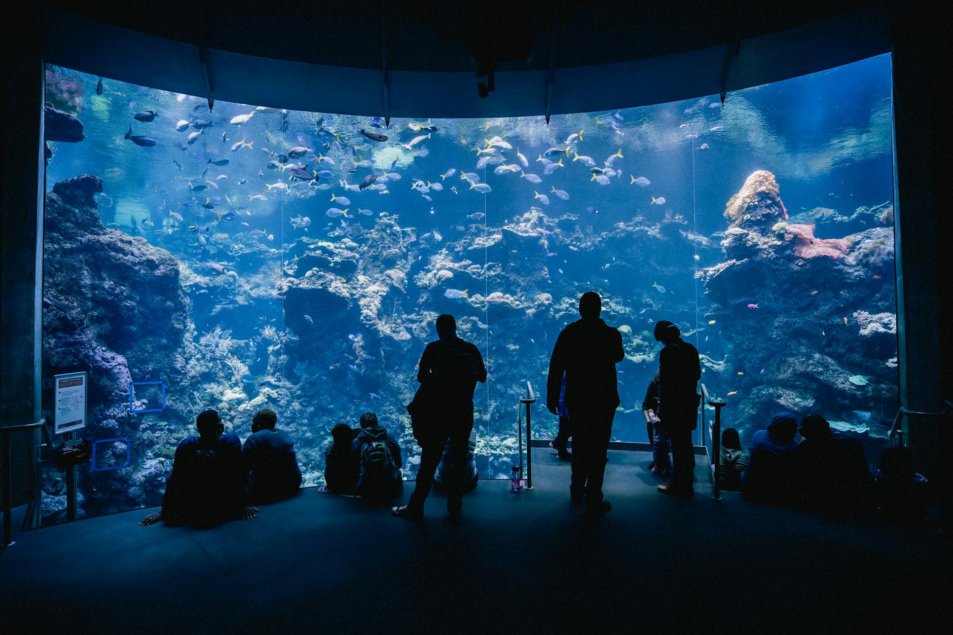S.E.A. Aquarium and Adventure Cove Waterpark - Underwater Wonders and Water Slides - Singapore