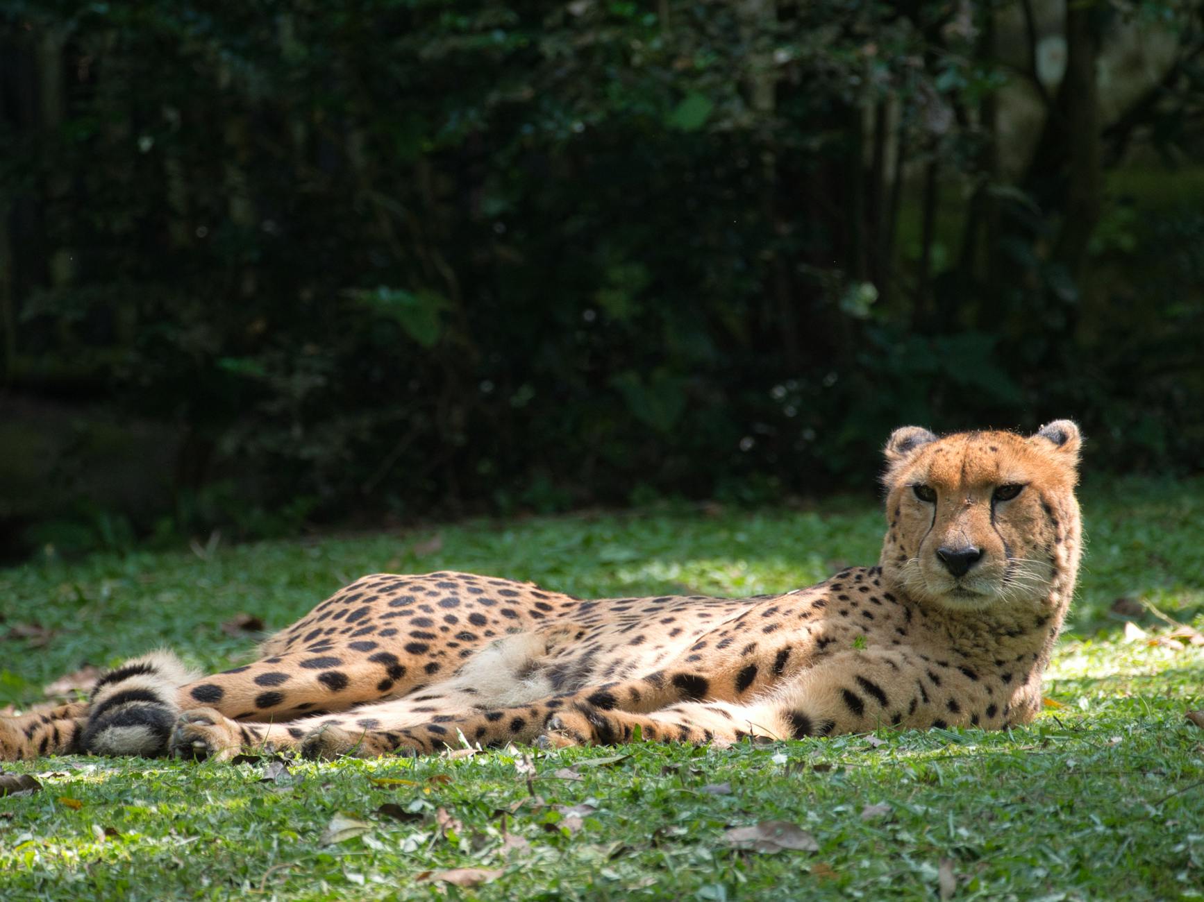 Green Singapore - Nature and Animals That Will Surprise You - Singapore