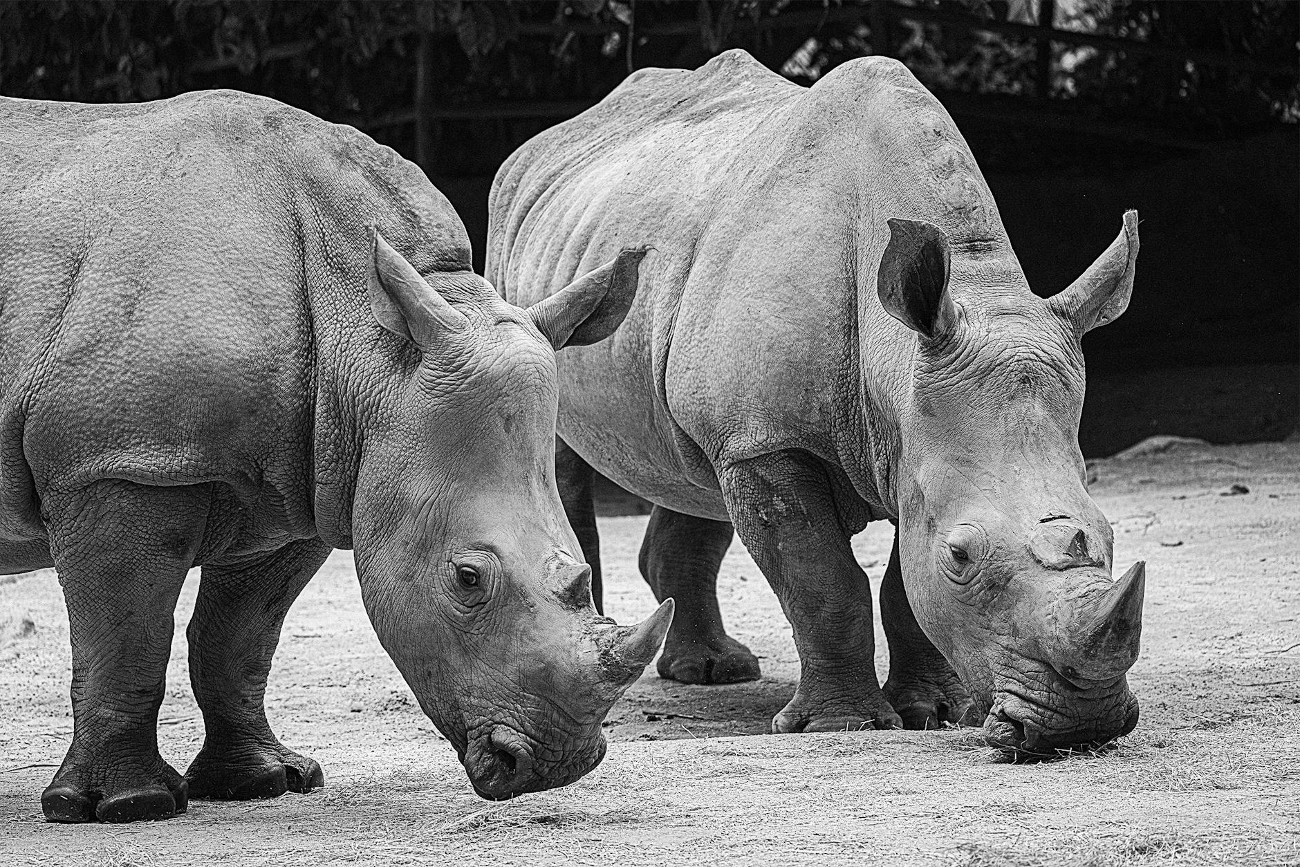 Singapore Zoo, River Wonders, and Night Safari - Encountering Wildlife - Singapore