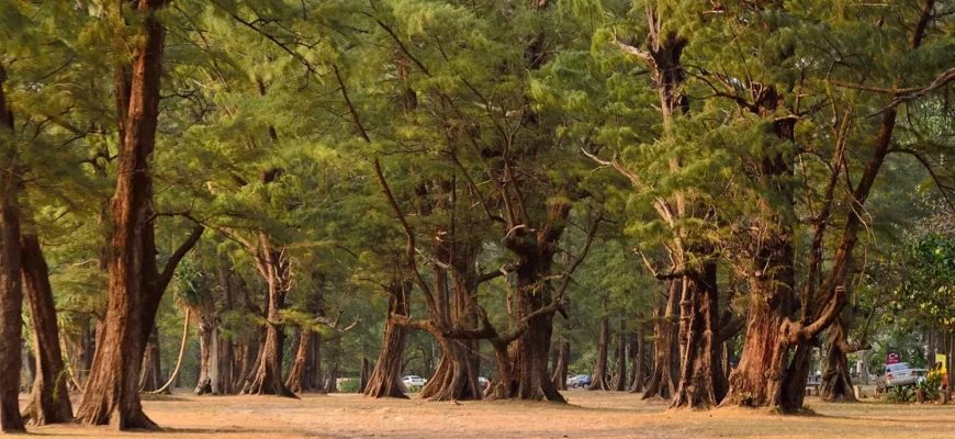 Lush green landscape of Sirinat National Park