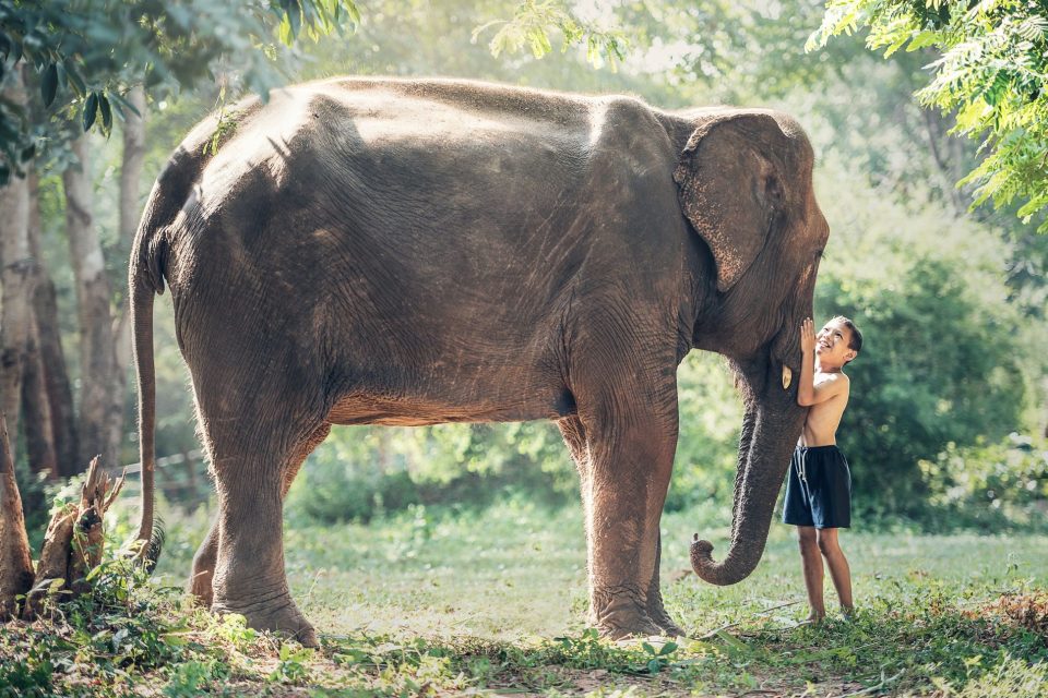 Elephants walking through a jungle
