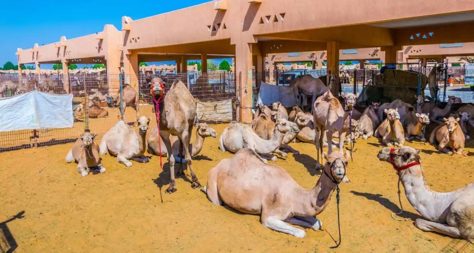 Camels gathered at Al Minhad Camel Market