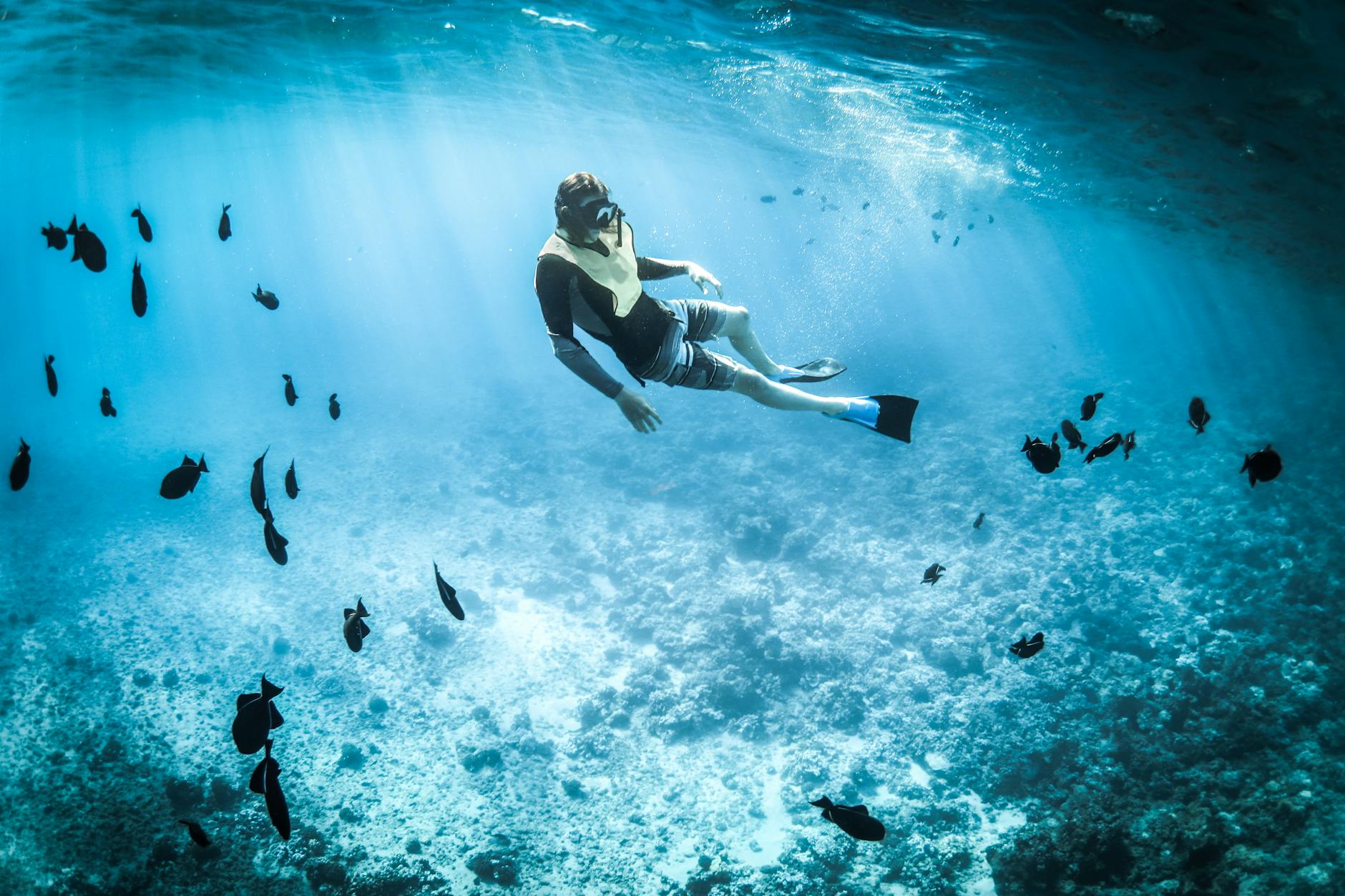 Fujairah – The Pearl of the Indian Ocean for Divers and Snorkelers - Fujairah