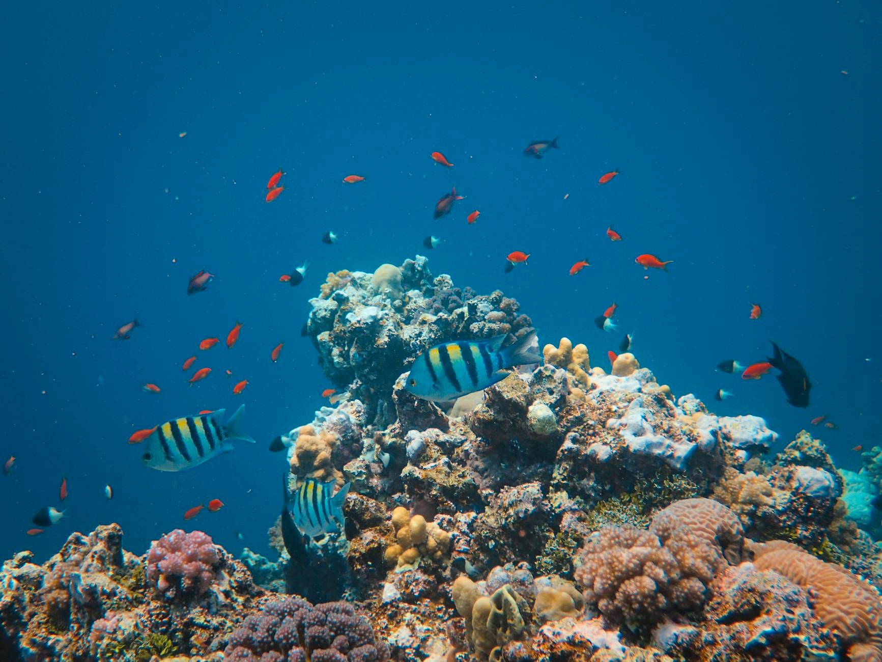 Best Diving Spots in Fujairah: My Favorites - Fujairah