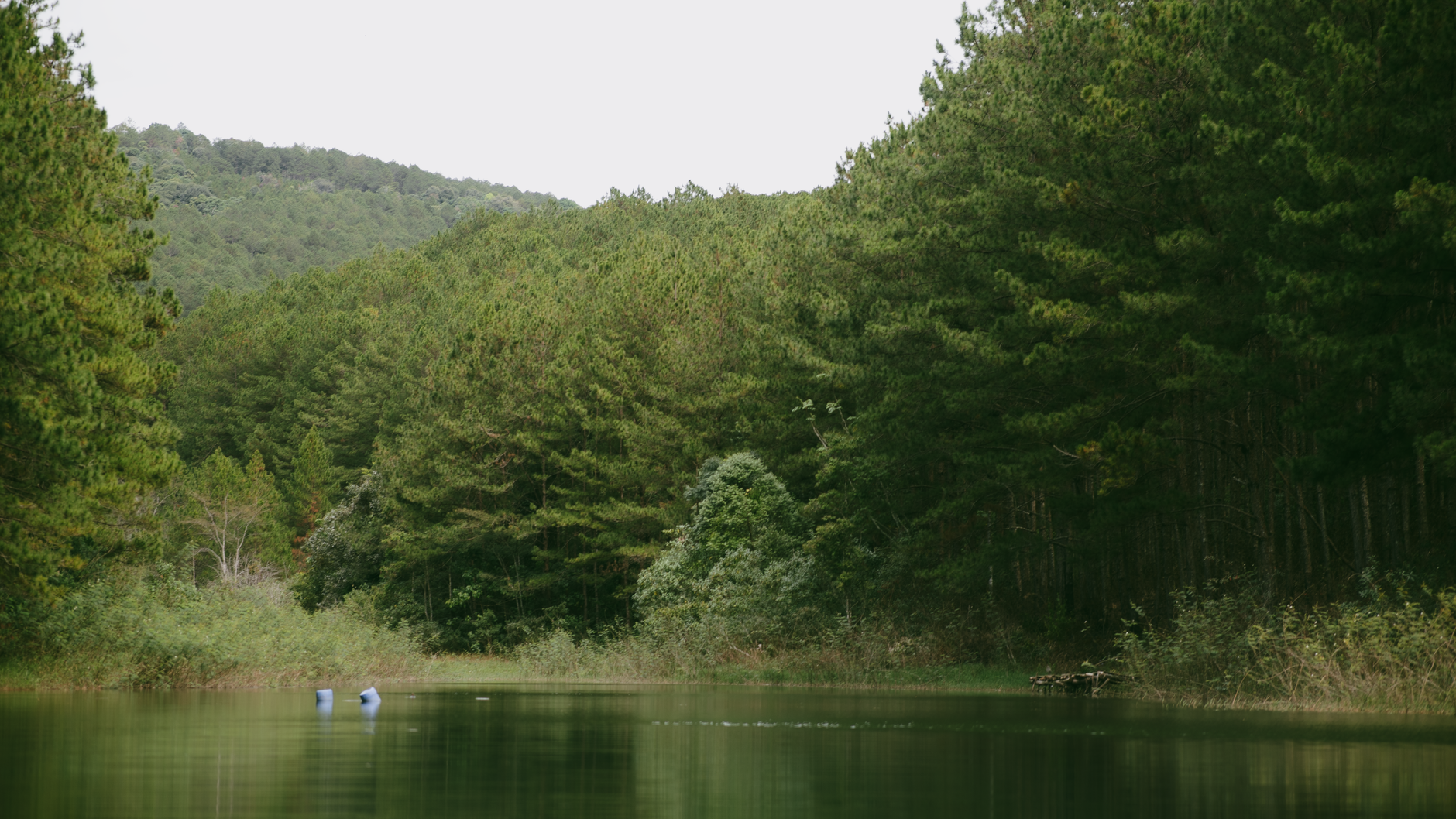 Dalat, Xuan Huong lake and pine trees