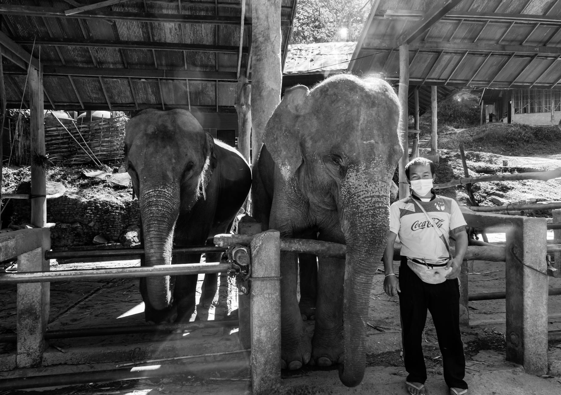 Ethical Elephant Encounters: An Unforgettable Experience in Chiang Mai - Chiang Mai