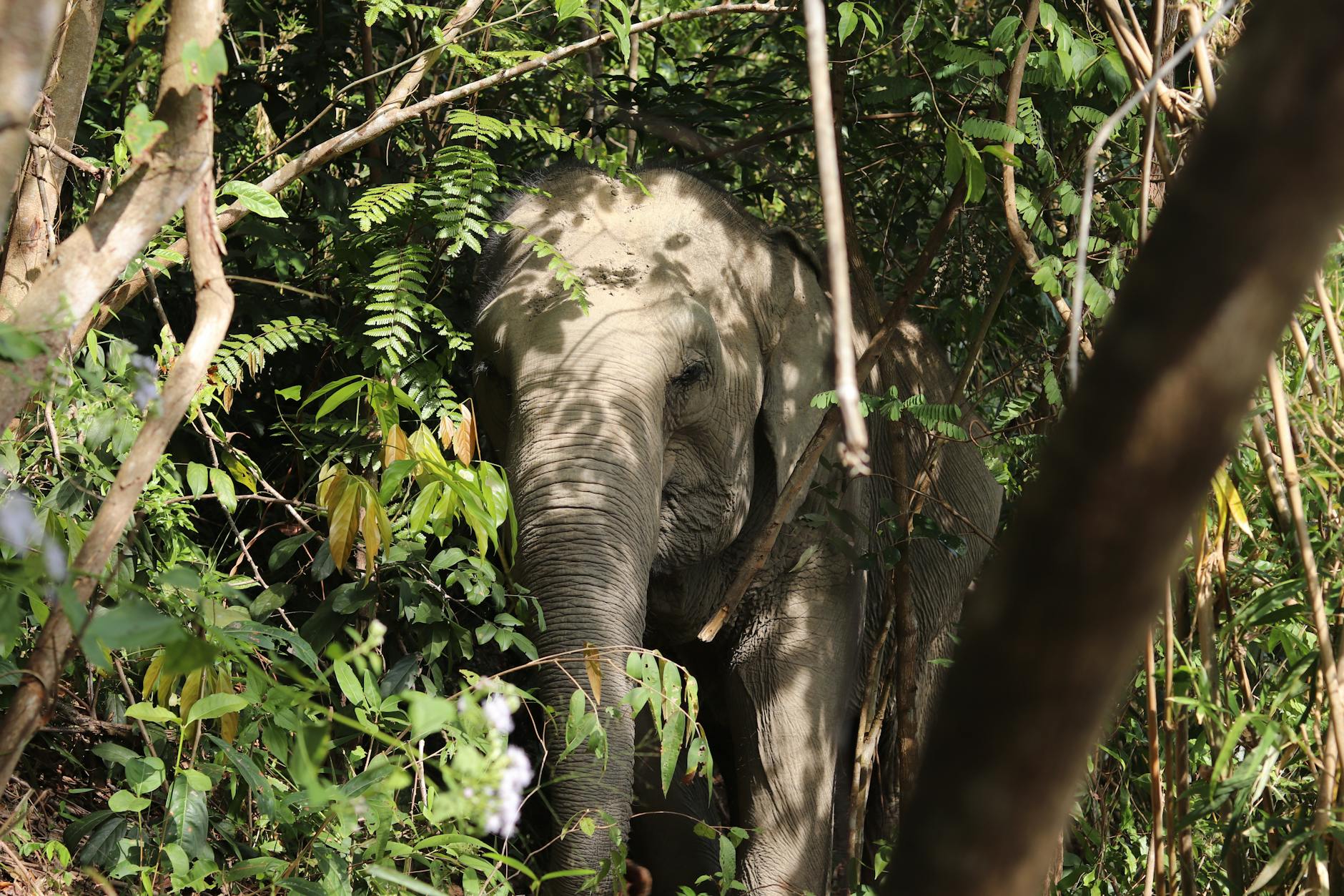 How to Choose the Right Elephant Park - Chiang Mai