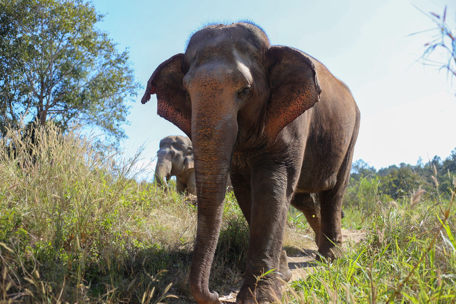 My Day at an Elephant Sanctuary - Chiang Mai